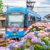 色づき始めた万葉線のアジサイ：今日は路面電車の日