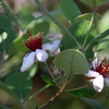 フェイジョア、花はたくさん咲いたけど・・