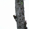 Montane Woodcreeper ミヤマオニキバシリ