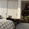 おさびねこのじーにゃ。