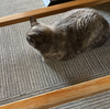 寄る猫