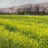 雨の中でも行ってよかった幸手権現堂桜堤の桜のトンネル