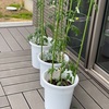 i-smartの家庭菜園　コンパニオンプランツを植えてみる