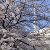 目黒川　桜　逆さ