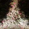 花と雪