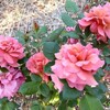 稲沢公園バラの開花状況＆萬葉公園高松分園アヤメの開花状況