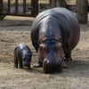 動物界最強!?カバの秘密