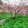 佐久間ダム湖　河津桜（頼朝桜）