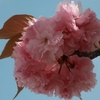 八重桜