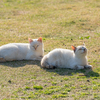 深島のねこさん