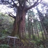 都内の巨木をめぐる秋川丘陵ラン