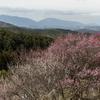 奈良県の眺望スポット広橋梅林と馬見丘陵公園の河津桜を見に行く。