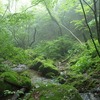 【大岳山】苔むす清流を歩こう（御岳山→ロックガーデン→大岳山）