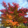 神奈川県ももみじが紅葉