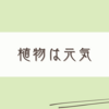 我が家の冬のお部屋の植物事情