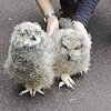 ミミズクのひな人気　掛川花鳥園