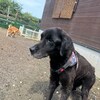 老犬ホームあん｜新人さん マロン^^