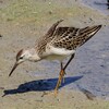 兵庫県東播磨：稲美町）加古大池。エリマキシギ、ソリハシシギ、トウネン、セイタカシギ、イカルチドリ、コサメビタキ、コゲラ、ヤマガラ、シジュウカラ、メジロ。