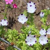 お花の写真ならいっぱい撮ってください！