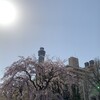 花写真、今日の桜にちようび