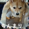 何か、ちんまり、だよ