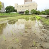 夏至に田植え