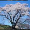 大判カメラと氏邦桜 （2022年3月27日）