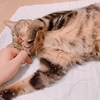ﾊｯ！これは愛撫誘発性攻撃行動！？メガネｸｲｯ(IQ一億)