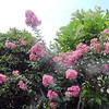 百日紅の花