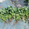 2回目の枝豆を収穫しました🎵