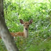 鹿、小鳥、赤い実、赤トンボなど