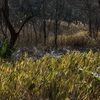 里山散歩（2月）