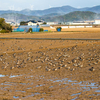 斐伊川左岸のマガンたち