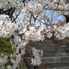 桜、咲くに見惚れる