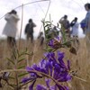 重信川中流域で初観の鳥も