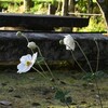 「永遠の命」を信じる（1）