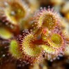 Drosera rupicola