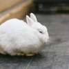 【ざつだん！】小学校の飼育小屋にいるウサギの末路について