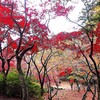 今年最後のブログはお出掛けの総まとめ・来る令和七年が良き年でありますようお祈り申し上げます。