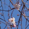 冬桜