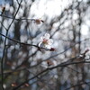 「サクラ満開、『桜を見る会』」