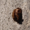 カマキリの金玉、、、
