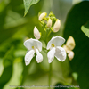 白花豆の花が綺麗に咲いていました。