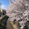 京桜２０２０年　宇多川編