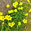 名もなき草花を知る散歩（春）
