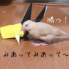 シナモン文鳥さん　対決！