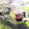 桜と還暦の赤い電車