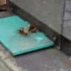 狙っていたオオスズメバチ　続くものでは無い　The giant hornet that was aiming for