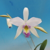 Laelia anceps f. veitchiana 'Blue Fantasy'