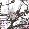 水上村が独自にサクラ『開花宣言』（熊本）    